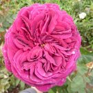 Sophis Rose (2)