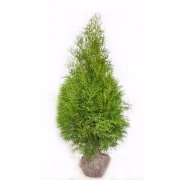 thuja