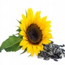 SLUNECNICE-CERNA-ZRNI-PRO-PTAKY-1-kg-CISTE-krmivo-krmivo-PRIRODNI