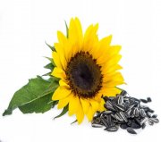 SLUNECNICE-CERNA-ZRNI-PRO-PTAKY-1-kg-CISTE-krmivo-krmivo-PRIRODNI